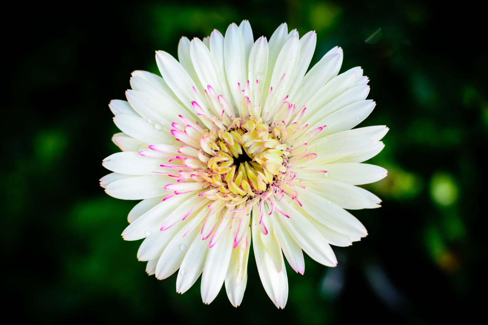 Nikon D7100 sample photo. Flower, blossom, petals photography