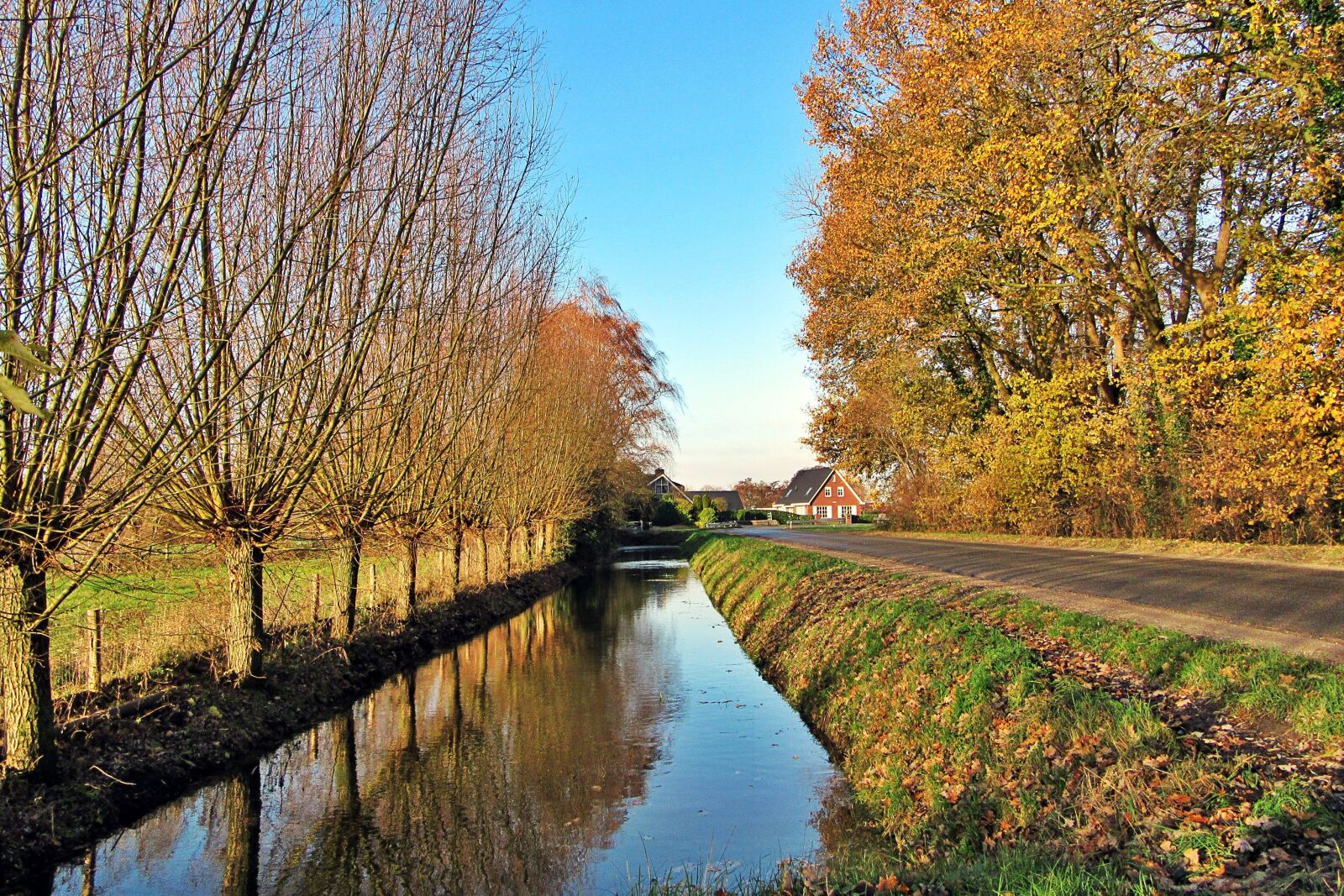 Canon PowerShot SX610 HS sample photo. Willow, ditch, blue sky photography