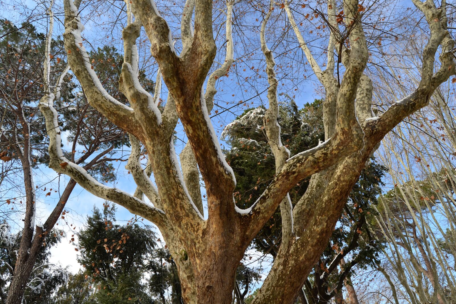 Nikon D3100 sample photo. Tree, snow, plane photography