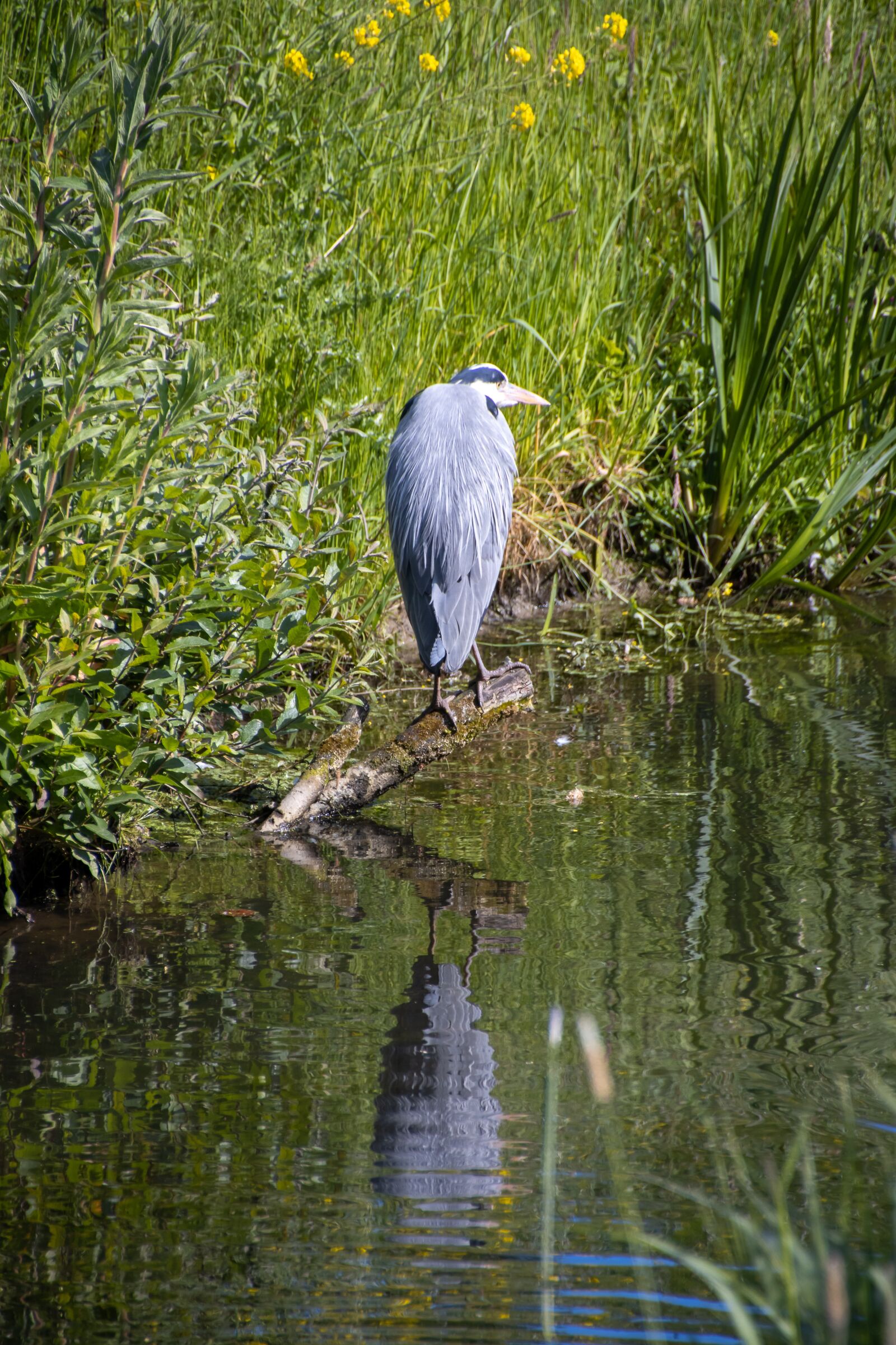 Canon EOS 90D sample photo. Heron, water, animal photography