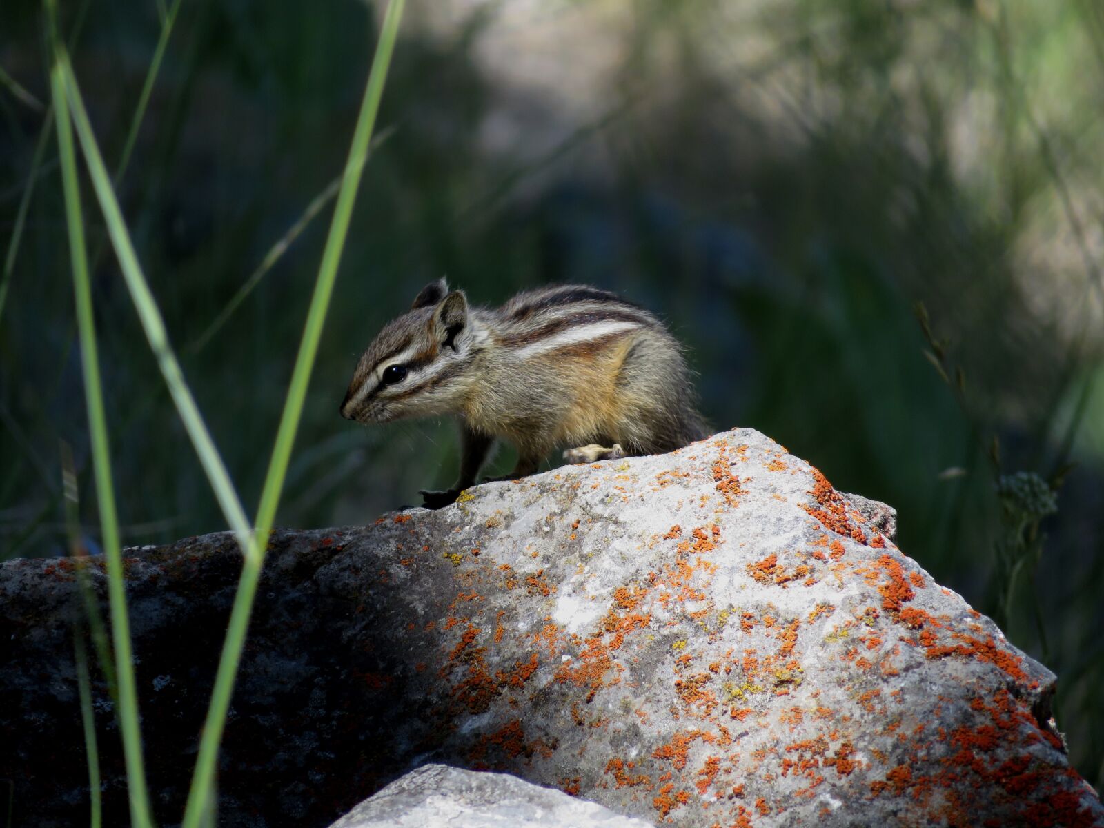 Canon PowerShot SX720 HS sample photo. Chipmunk, rodent, stripes photography