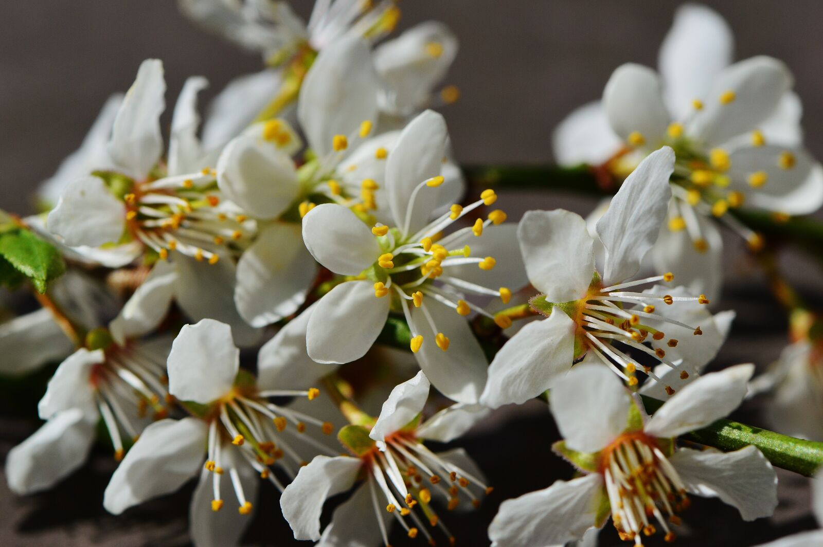 Nikon D3200 sample photo. Spring, blossom, bloom photography