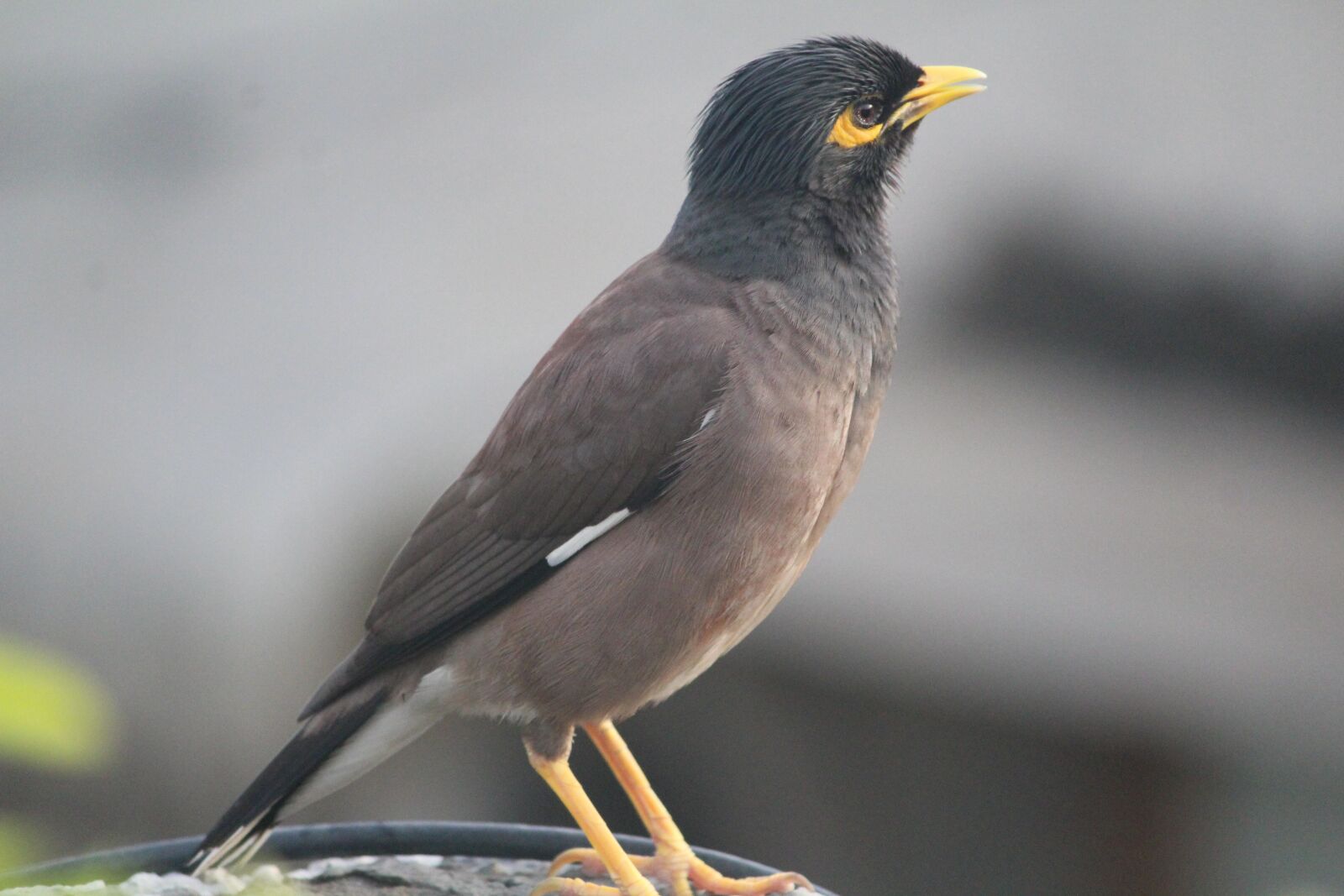 Canon EOS 1200D (EOS Rebel T5 / EOS Kiss X70 / EOS Hi) sample photo. Myna, common myna, mynah photography