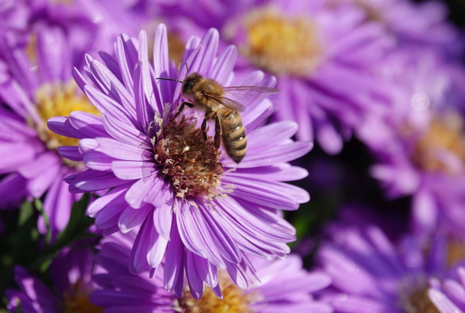 Sony Cyber-shot DSC-RX10 IV sample photo. Aster, blossom, bloom photography