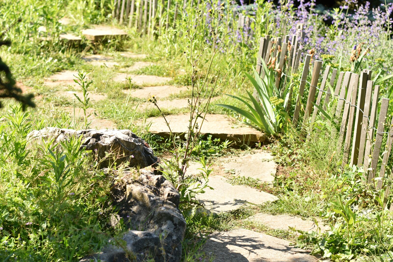 Nikon D3500 sample photo. Lyon, france, path photography