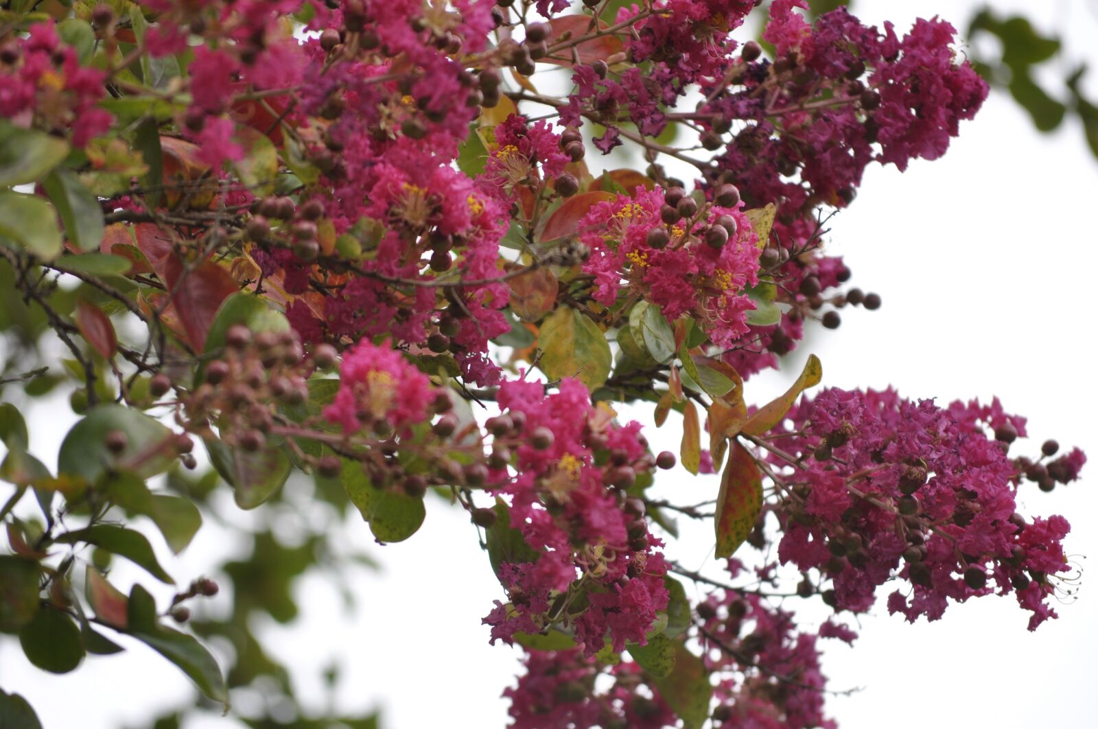 Nikon D90 sample photo. Crepe myrtle, pink, flower photography