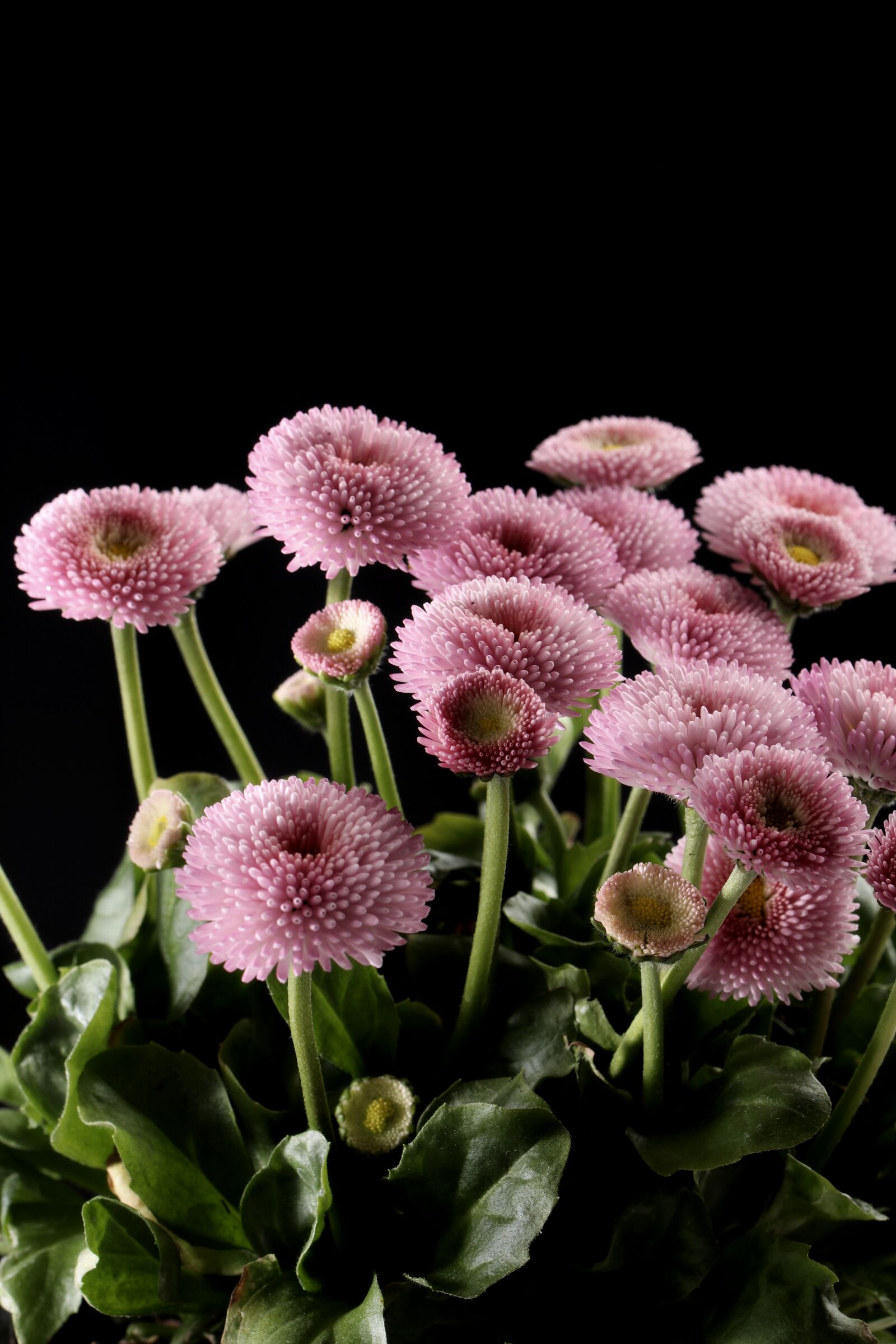 Canon EOS 80D sample photo. Flower, spring, summer photography