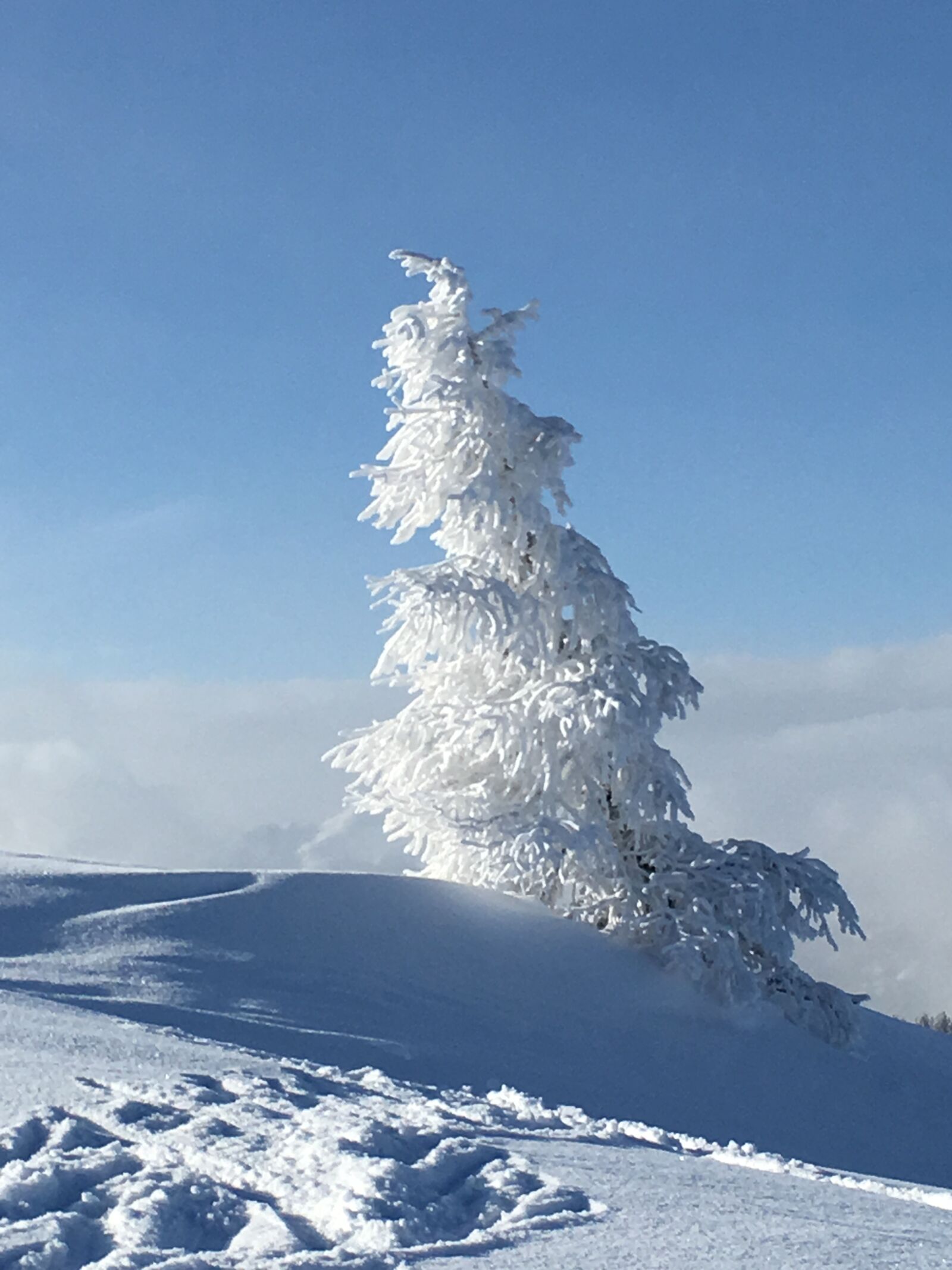 Apple iPhone 6s sample photo. Snow, tree, winter photography