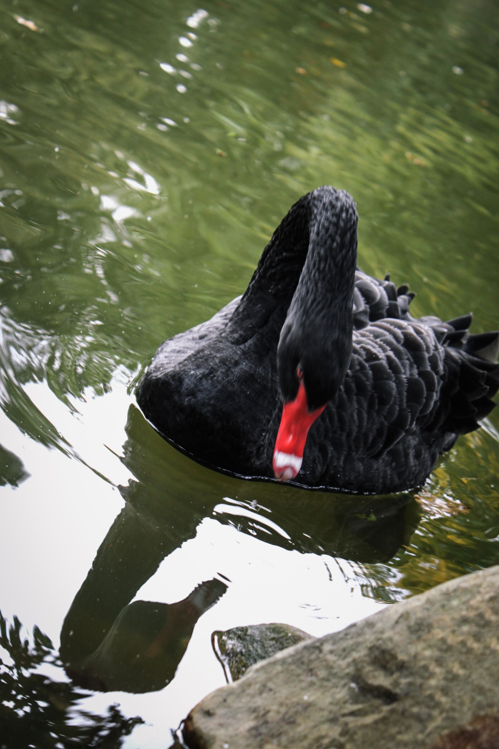 Canon EOS 500D (EOS Rebel T1i / EOS Kiss X3) sample photo. Black swan, lake, mourning photography