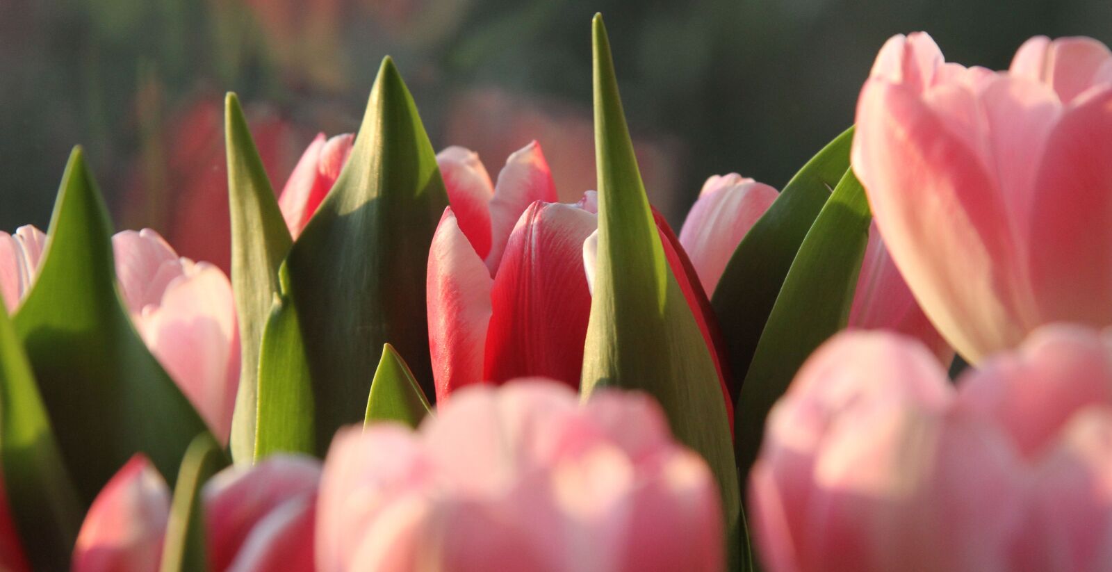 Canon EOS 7D sample photo. Tulips, colour, pink photography