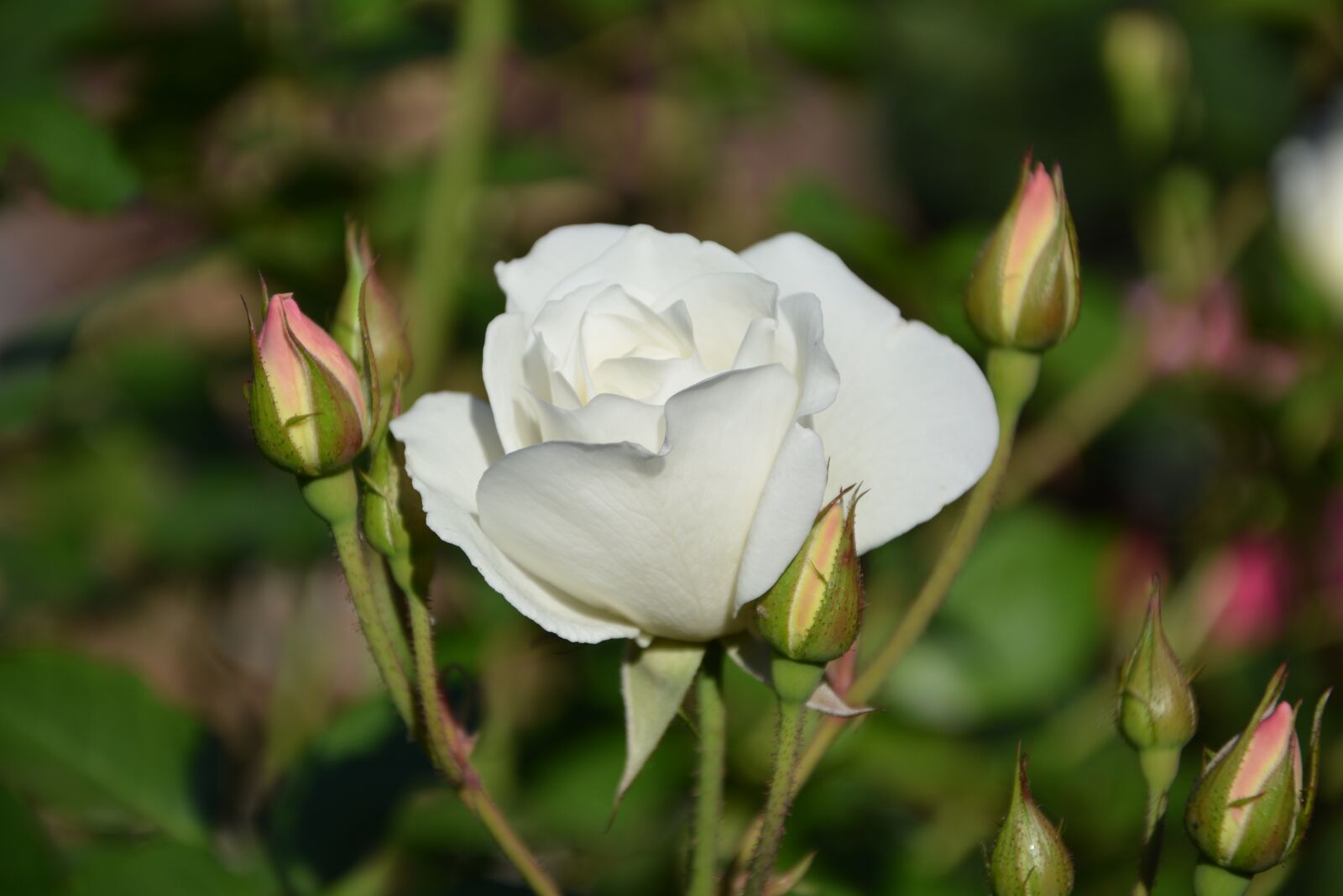 Nikon D5200 sample photo. Iceberg, white rise, buds photography