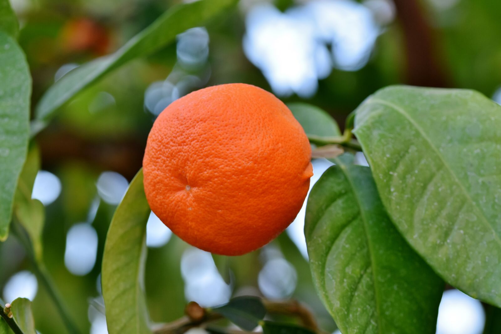 Nikon D7200 sample photo. Orange, orange tree, citrus photography