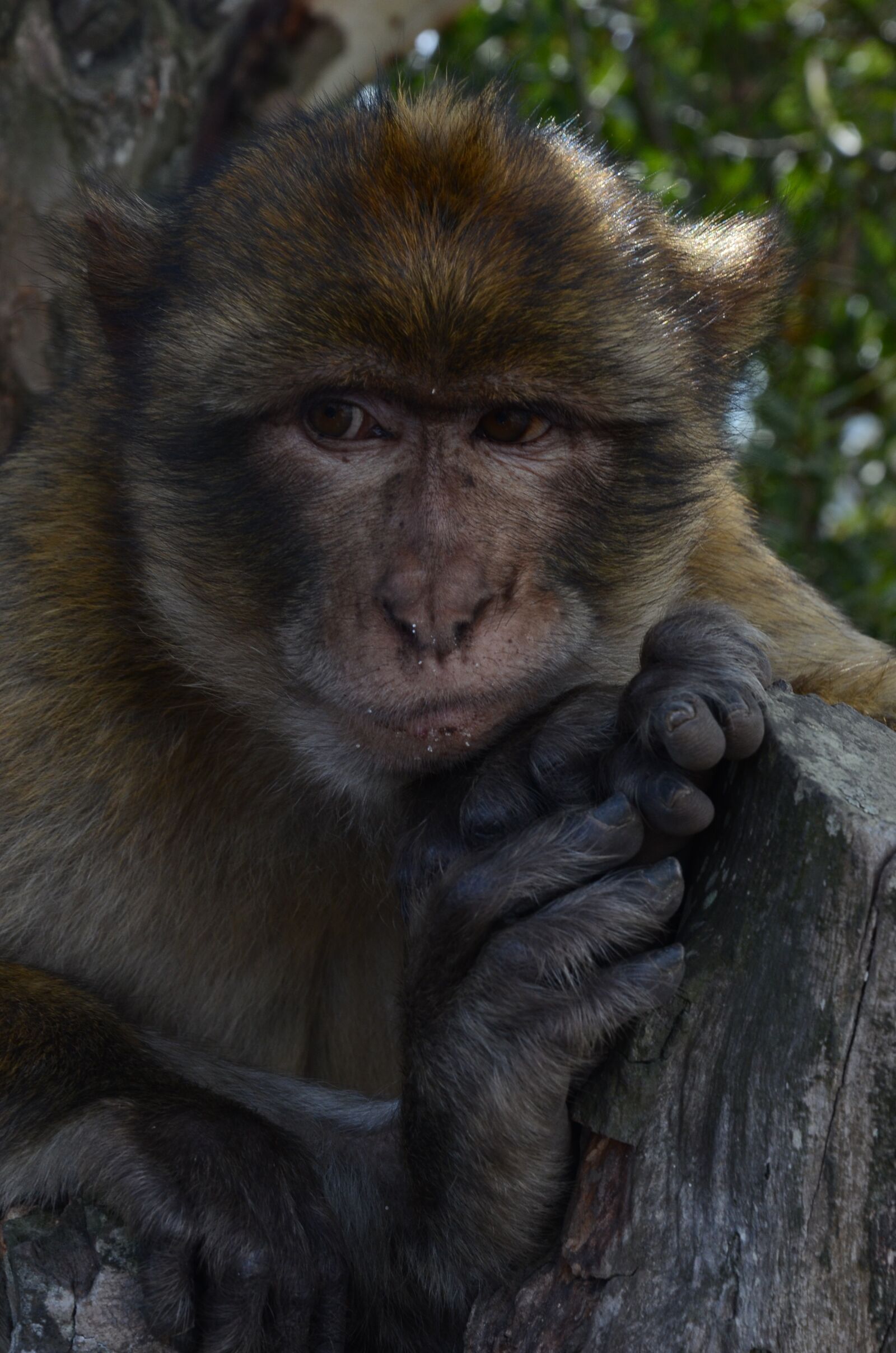 Nikon D7000 sample photo. Monkey, animal, sorry photography