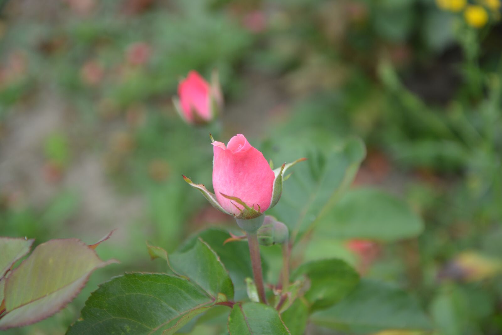 Nikon D5200 sample photo. Rose bud, rosebush, petals photography