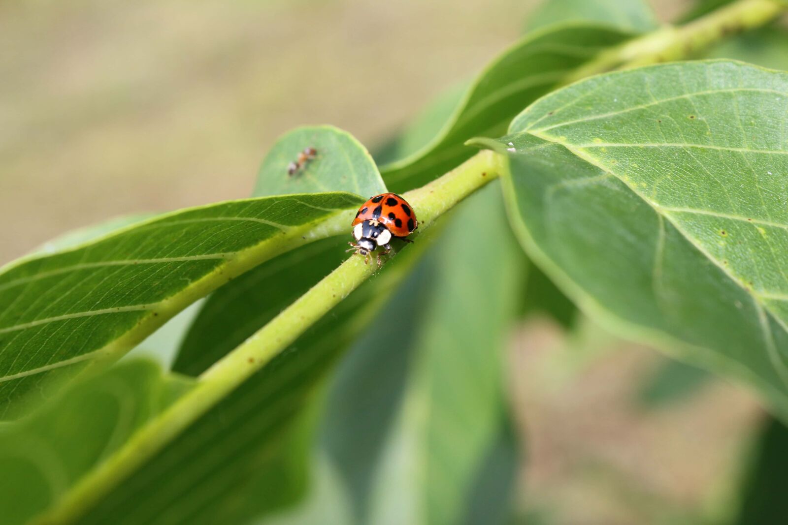Canon EF-S 18-55mm F3.5-5.6 IS sample photo. Ladybug, green leaves, branches photography