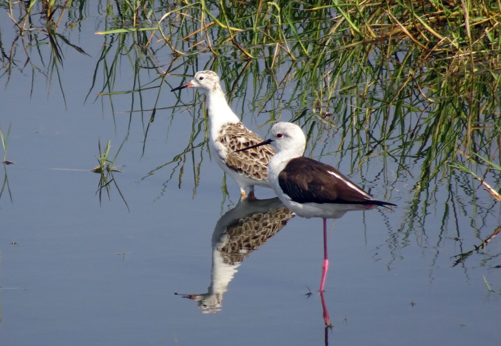 Sony Cyber-shot DSC-HX90V sample photo. Bird, ruff, calidris pugnax photography