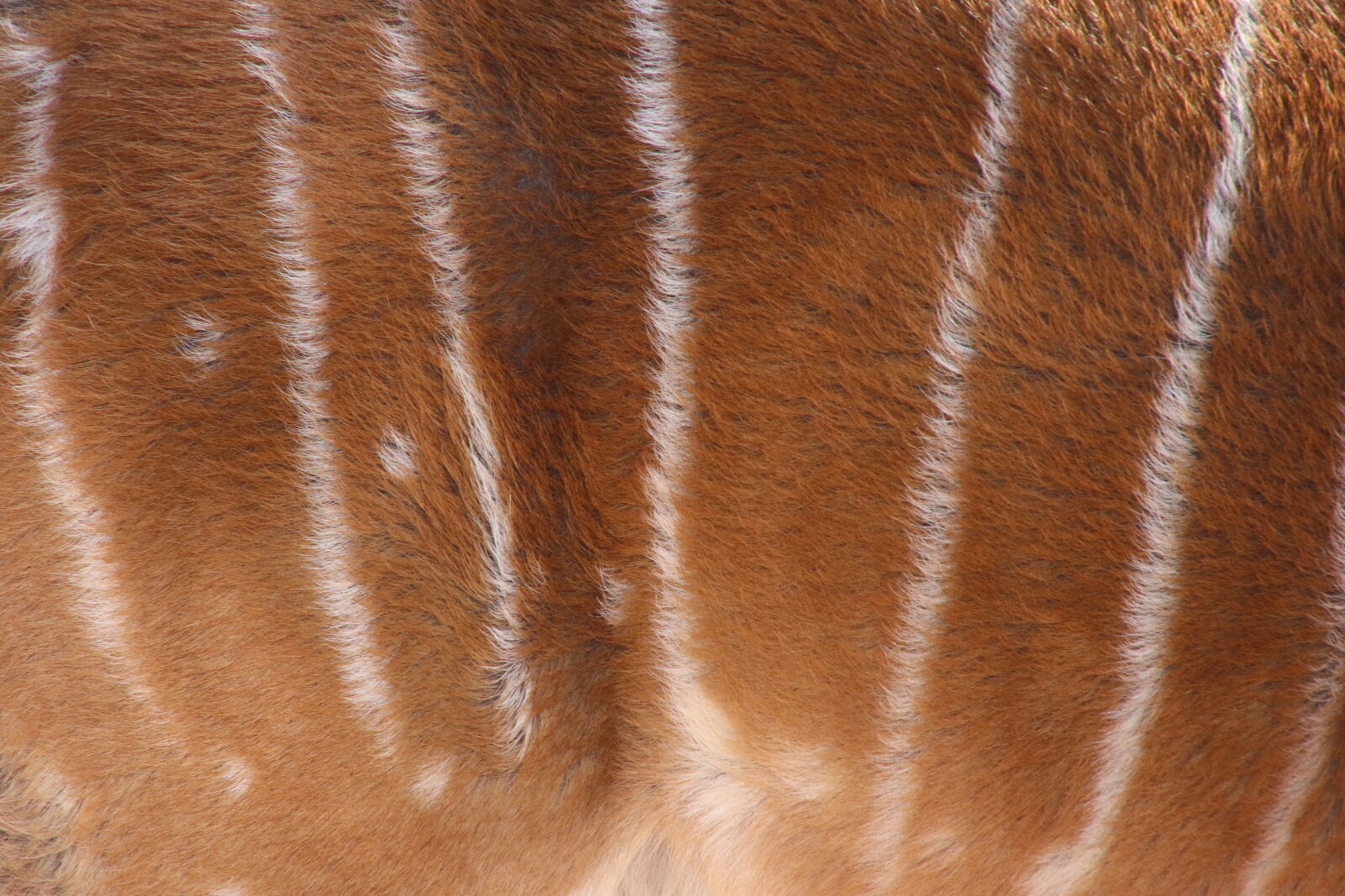 Canon EOS 7D Mark II sample photo. Animal, brown, buck, dots photography