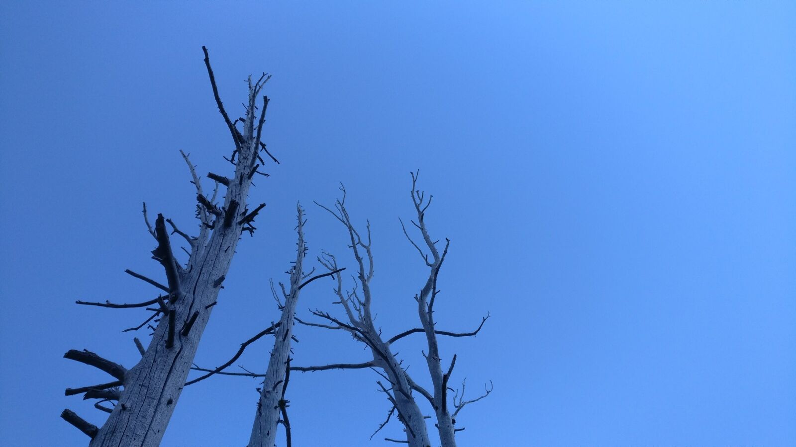 OnePlus A3000 sample photo. Blue, dead, trees, simple photography