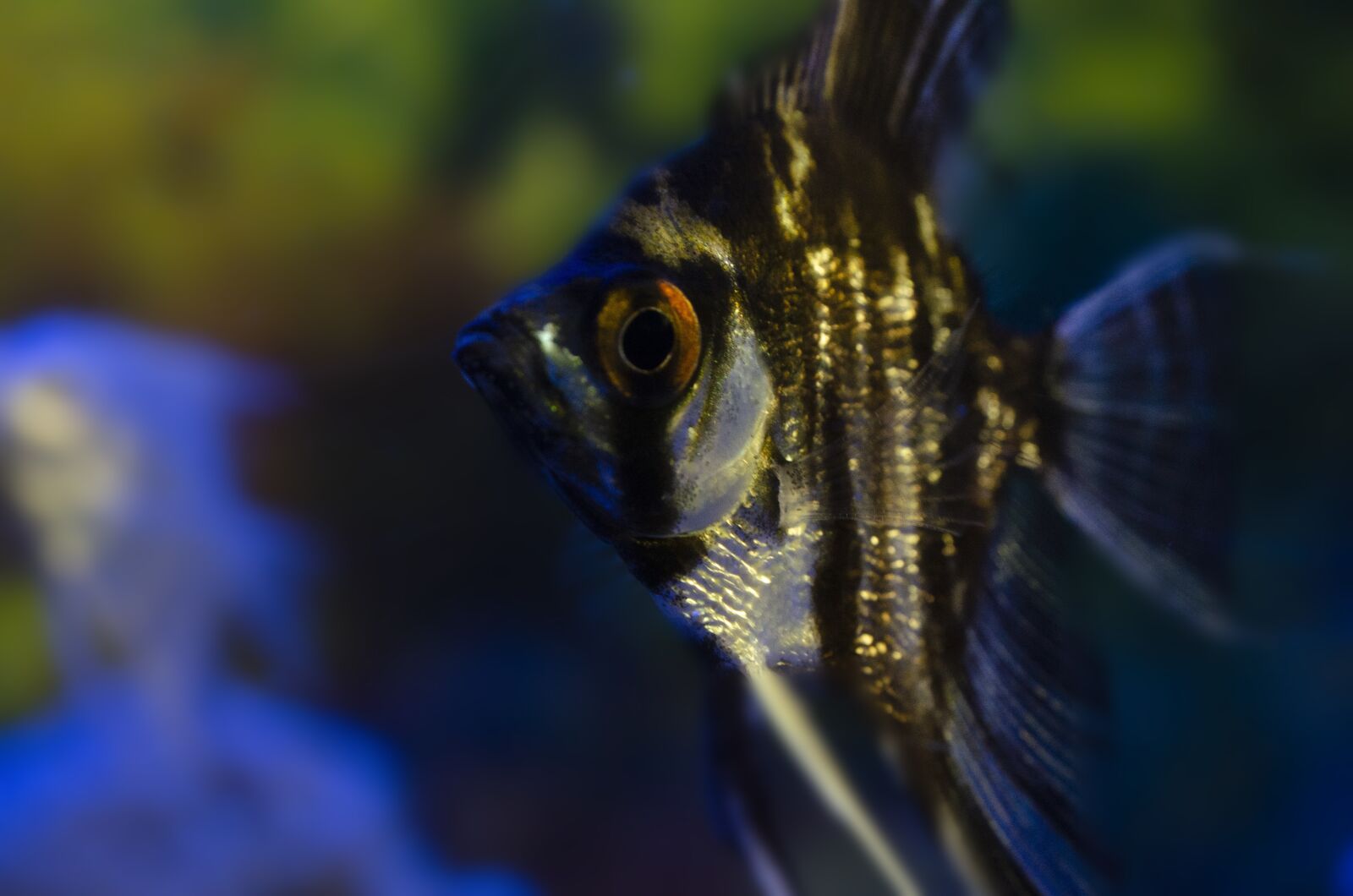 Nikon D7000 sample photo. Angle fish, fish, water photography