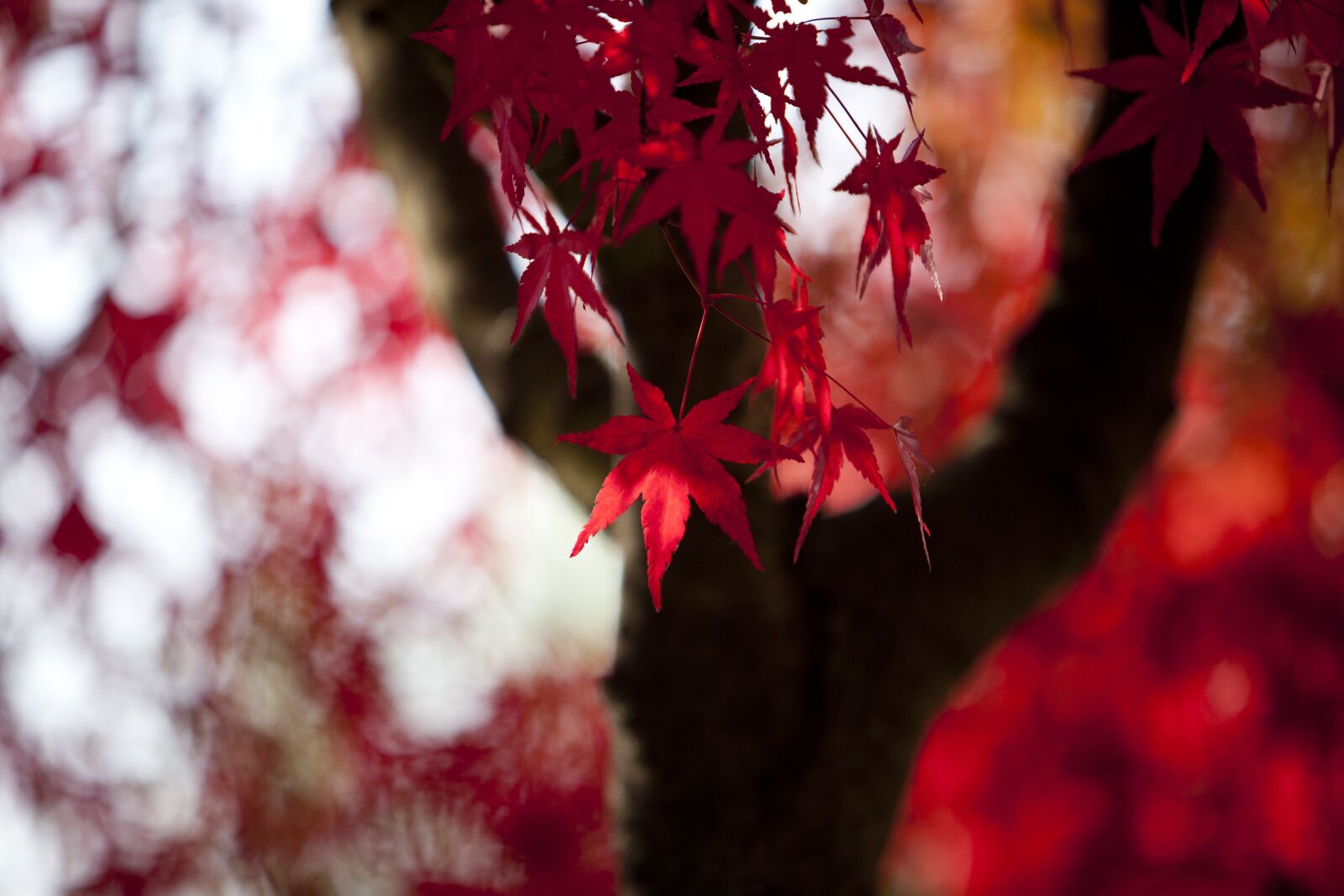 Canon EOS 5D sample photo. Autumn, autumn leaves, maple photography