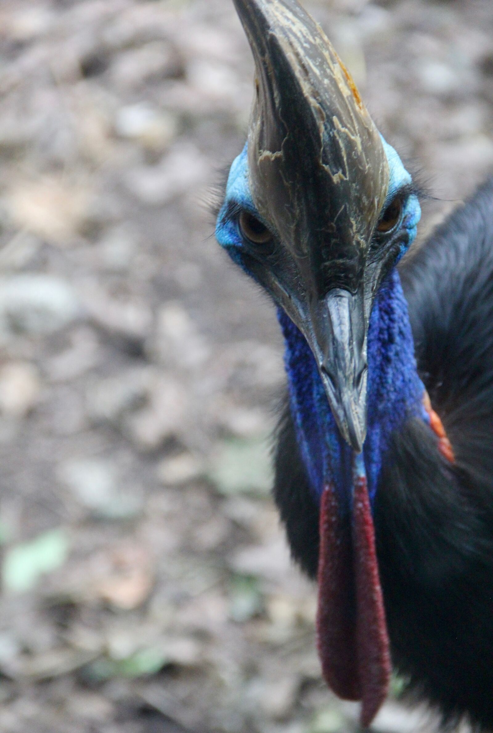 Canon EOS 60D sample photo. Bird, wildlife, nature photography