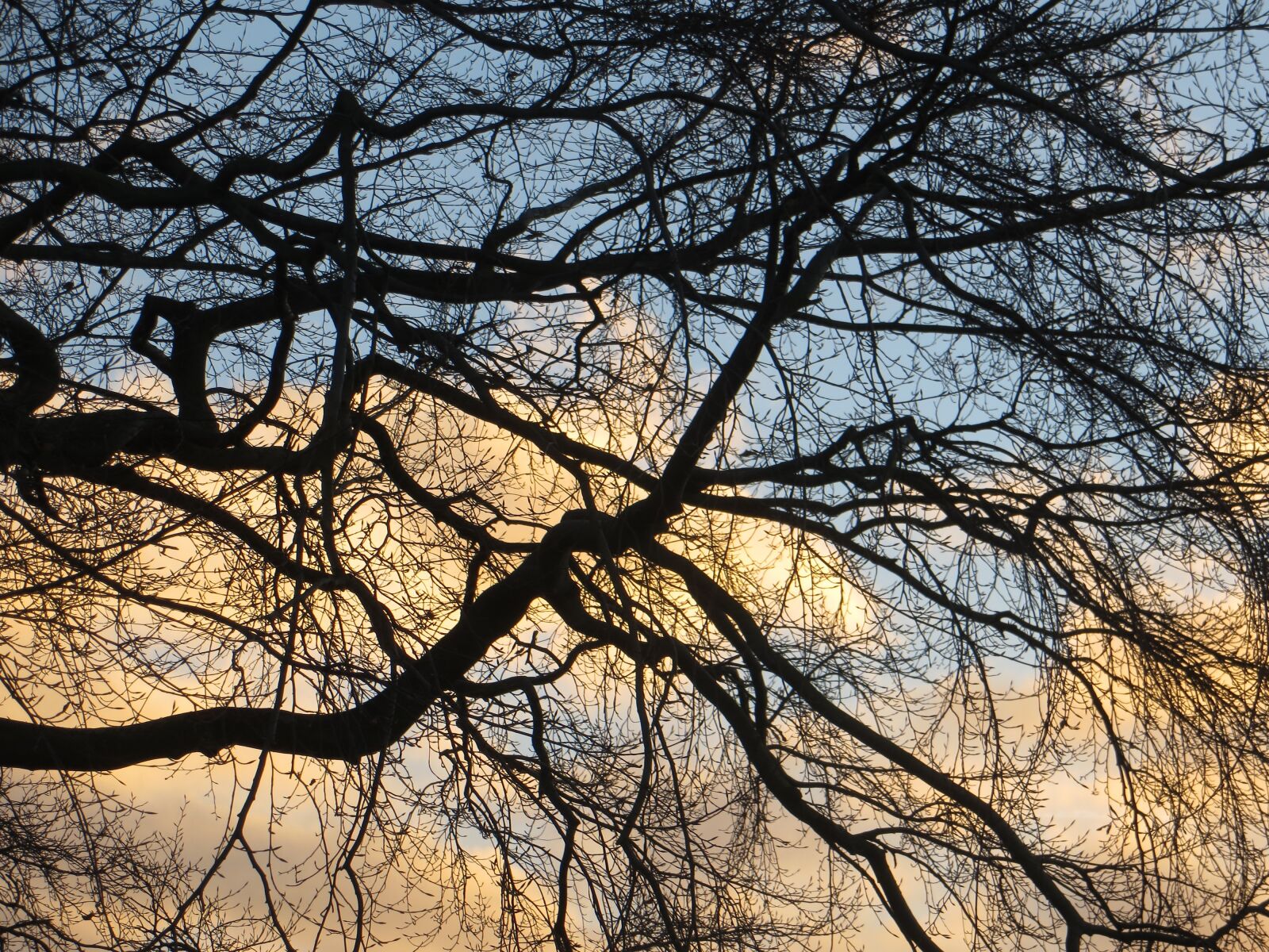 Canon PowerShot SX260 HS sample photo. Trees, autumn, sunrise photography