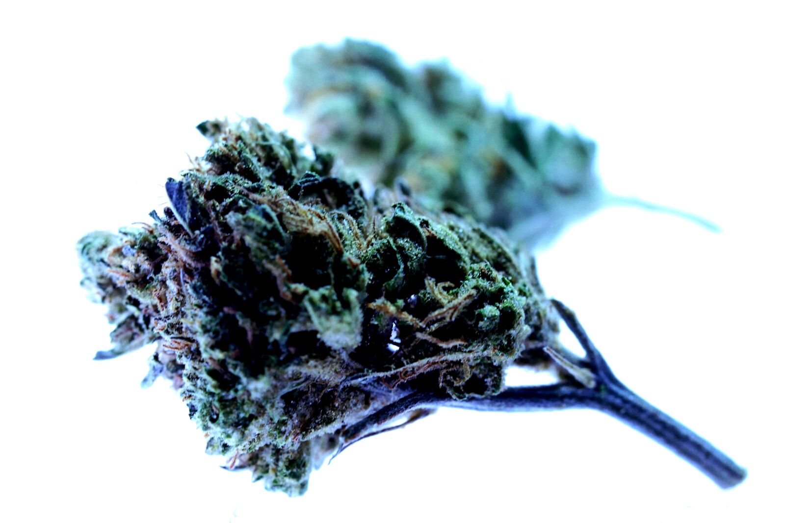 Panasonic Lumix DMC-GH4 sample photo. Drug, marijuana, cannabis photography