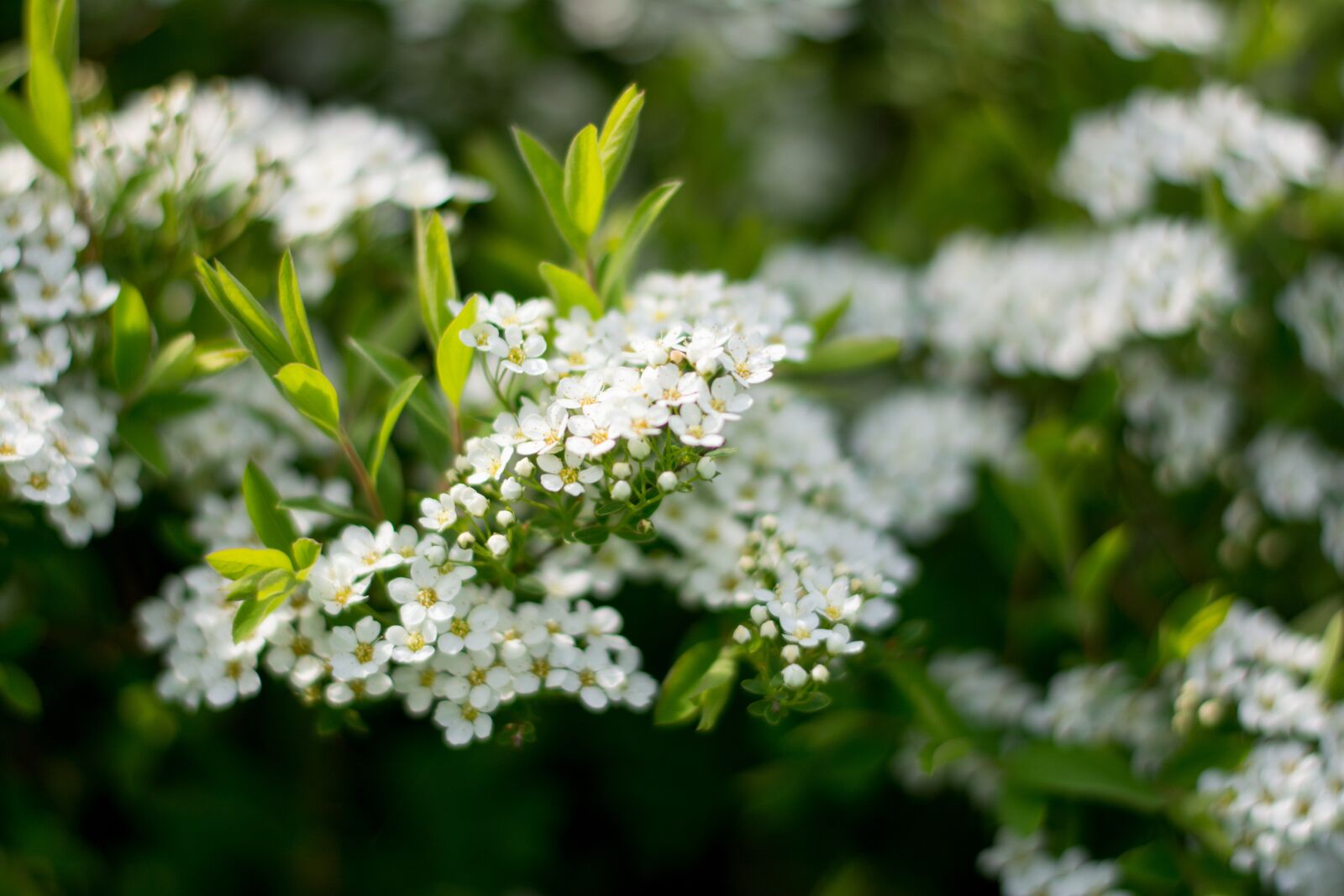 Nikon D5200 sample photo. Porridge, white, bush photography
