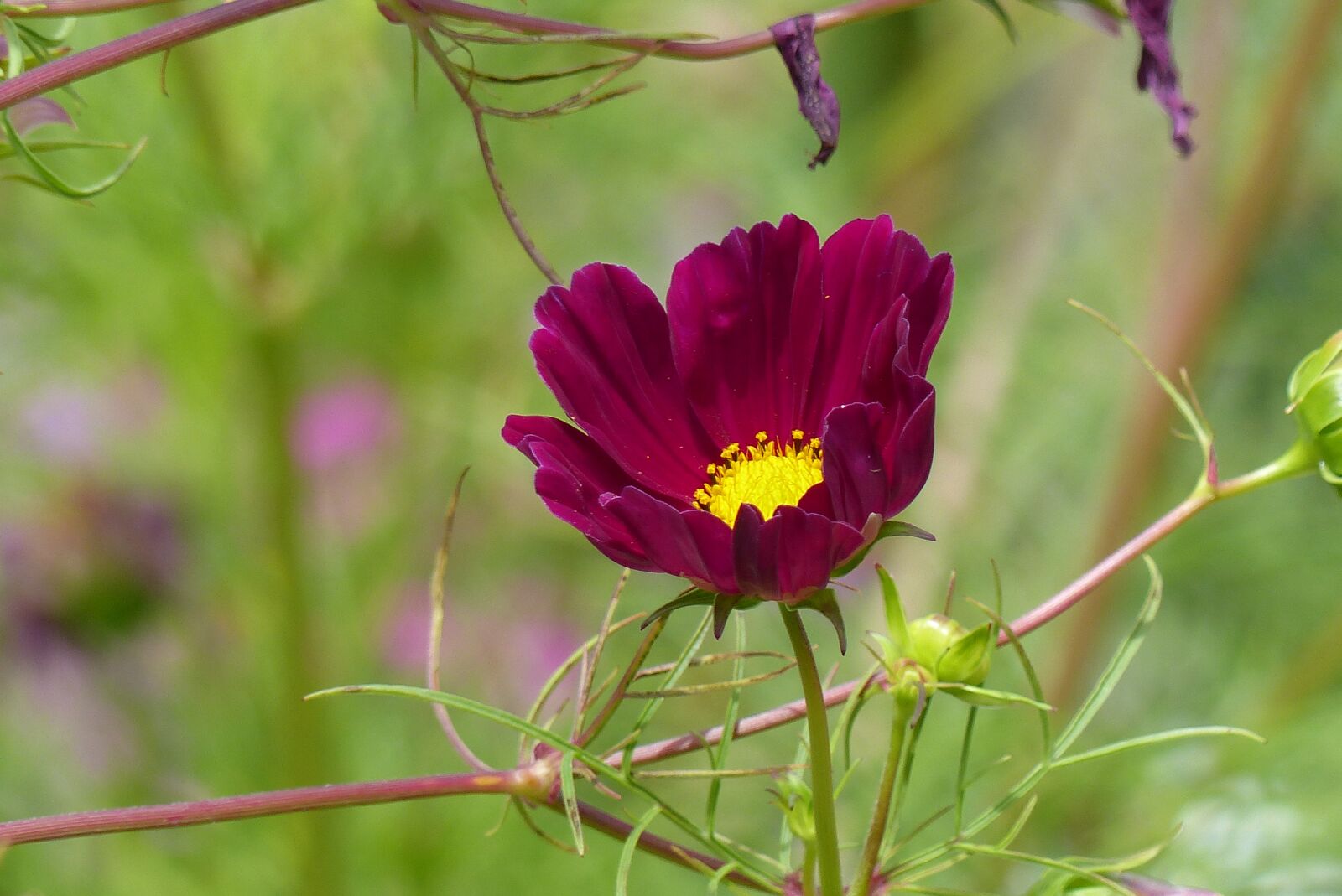 Panasonic Lumix DMC-FZ200 sample photo. Flower, garden, plant photography