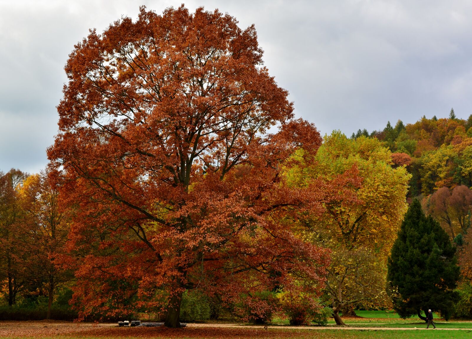 Nikon D5200 sample photo. Autumn, park, nature photography