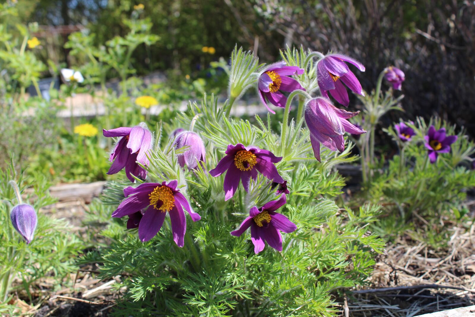 Canon EOS 1300D (EOS Rebel T6 / EOS Kiss X80) sample photo. Create kobj lde, pulsatilla photography