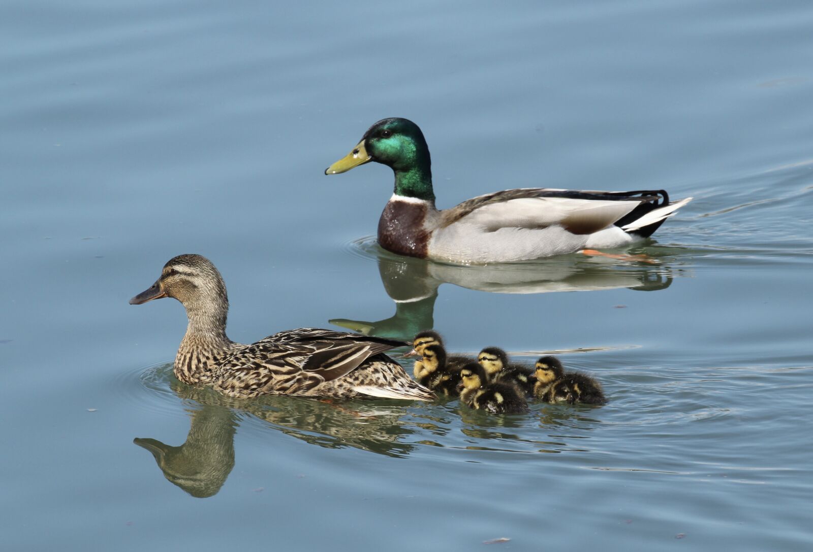Canon EOS 1300D (EOS Rebel T6 / EOS Kiss X80) + Canon EF 100-400mm F4.5-5.6L IS II USM sample photo. Family, mallard, ducklings photography