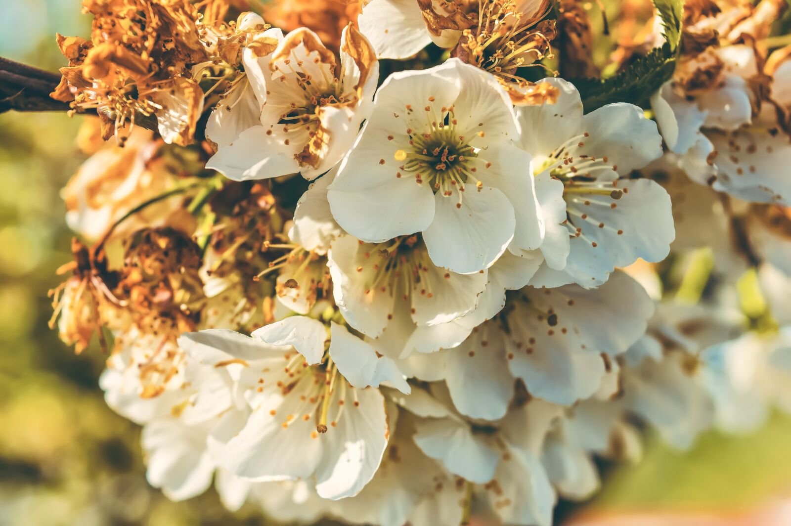 Nikon D3200 sample photo. Cherry blossom, nature, cherry photography