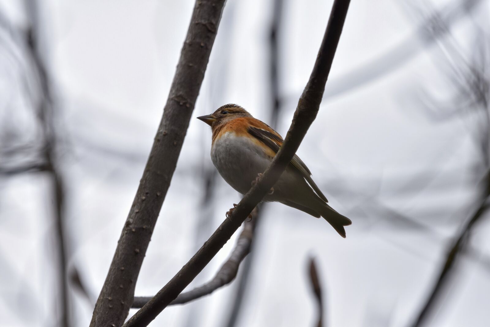 Nikon D7200 sample photo. Animal, forest, wood photography