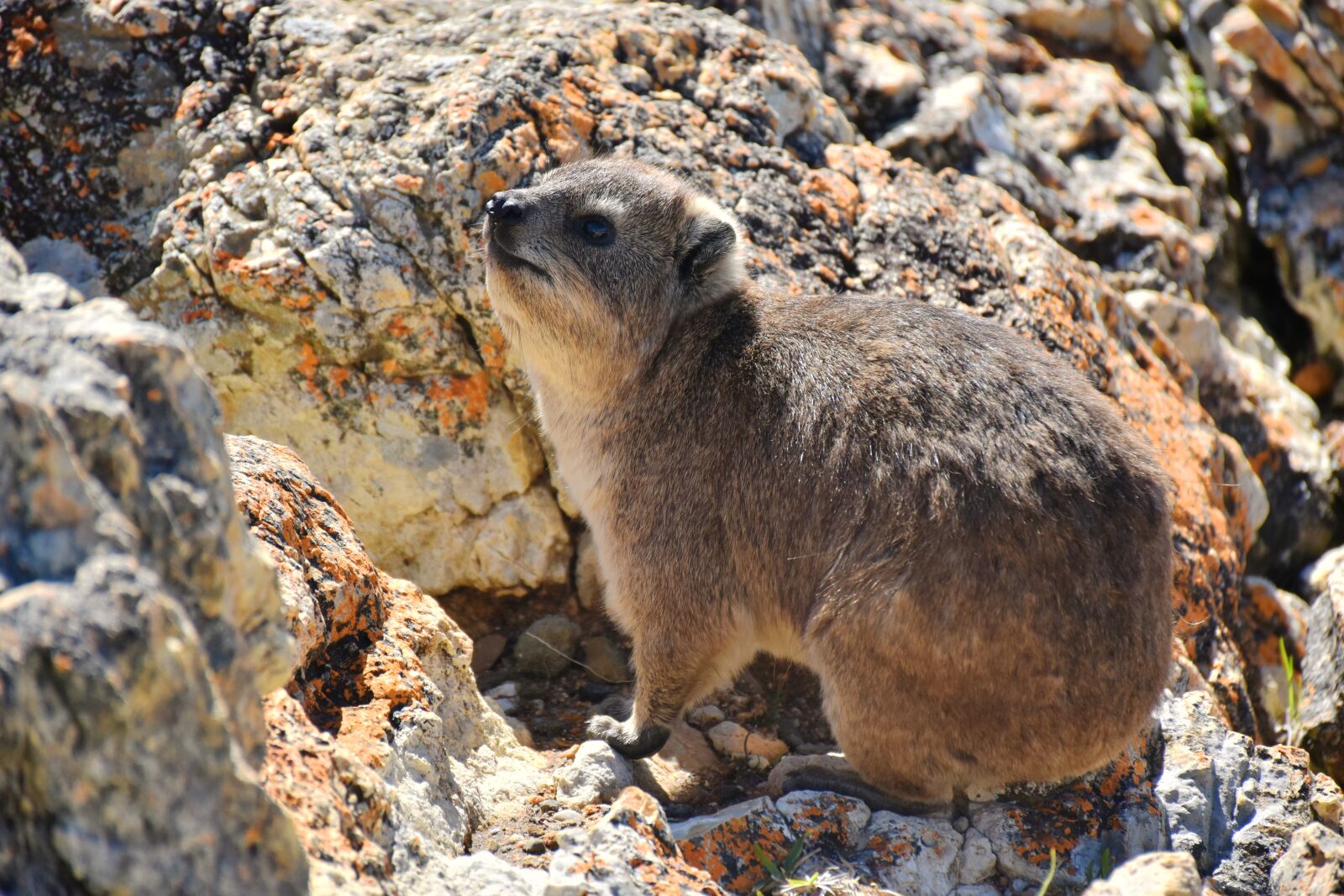 Nikon D5500 sample photo. Rock hyrax, rodent, brown photography