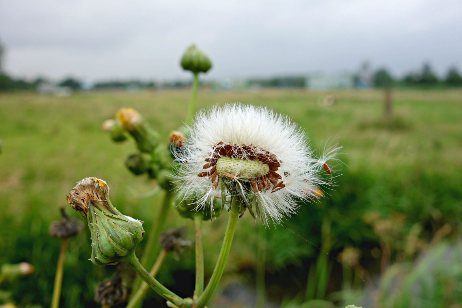Sony Cyber-shot DSC-RX100 sample photo. Dandelion, puffball, blown out photography