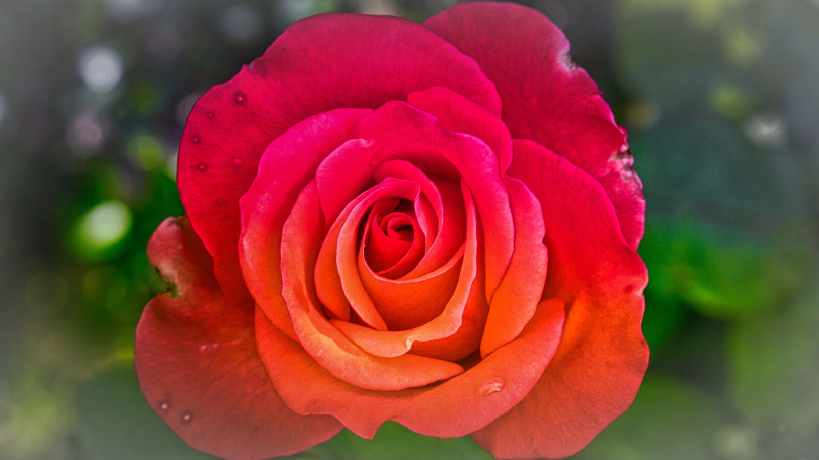 Canon EOS 200D (EOS Rebel SL2 / EOS Kiss X9) sample photo. Rose, greeting card, orange photography