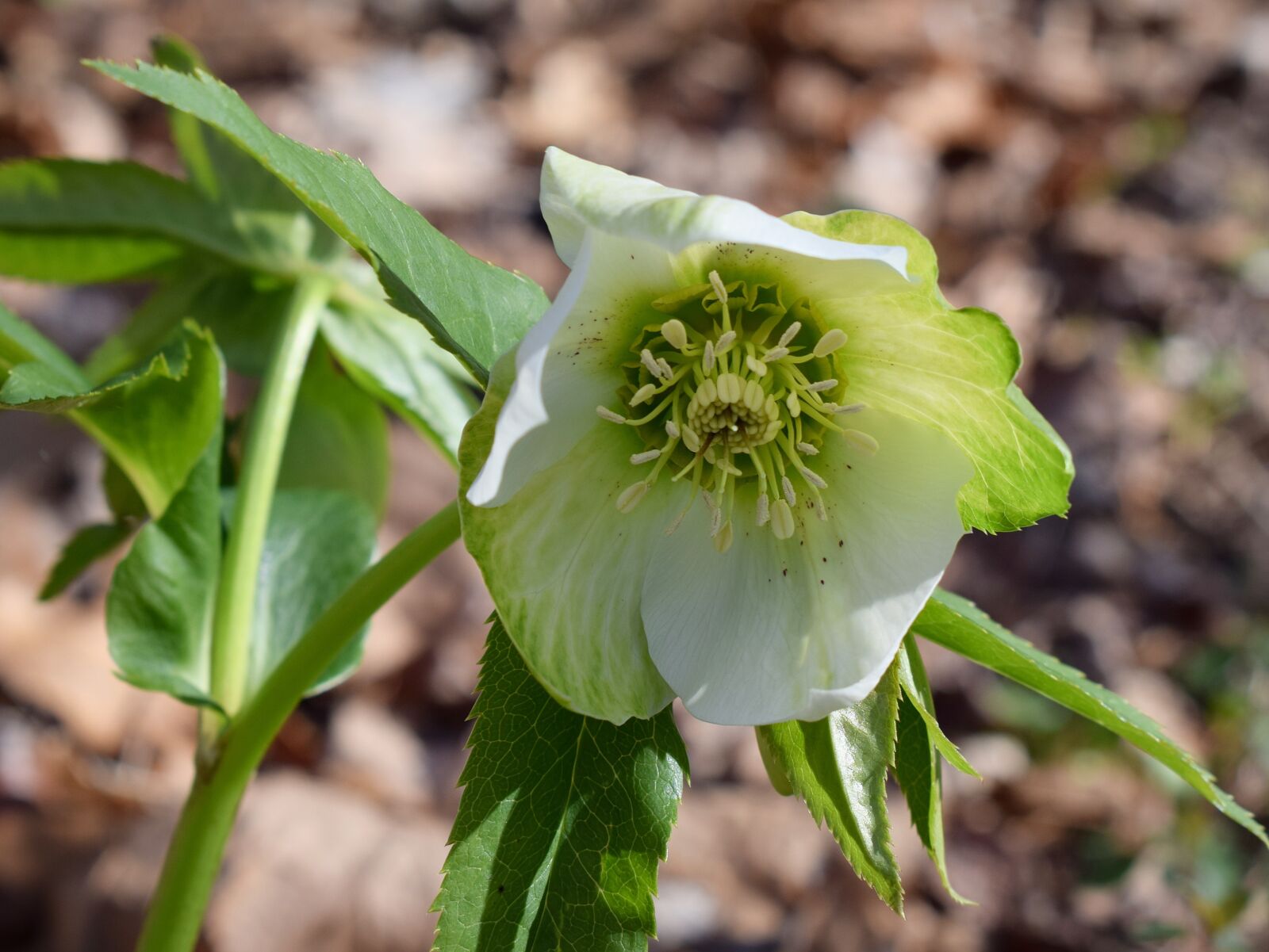 Nikon D3300 sample photo. Green hellebore, green lenten photography
