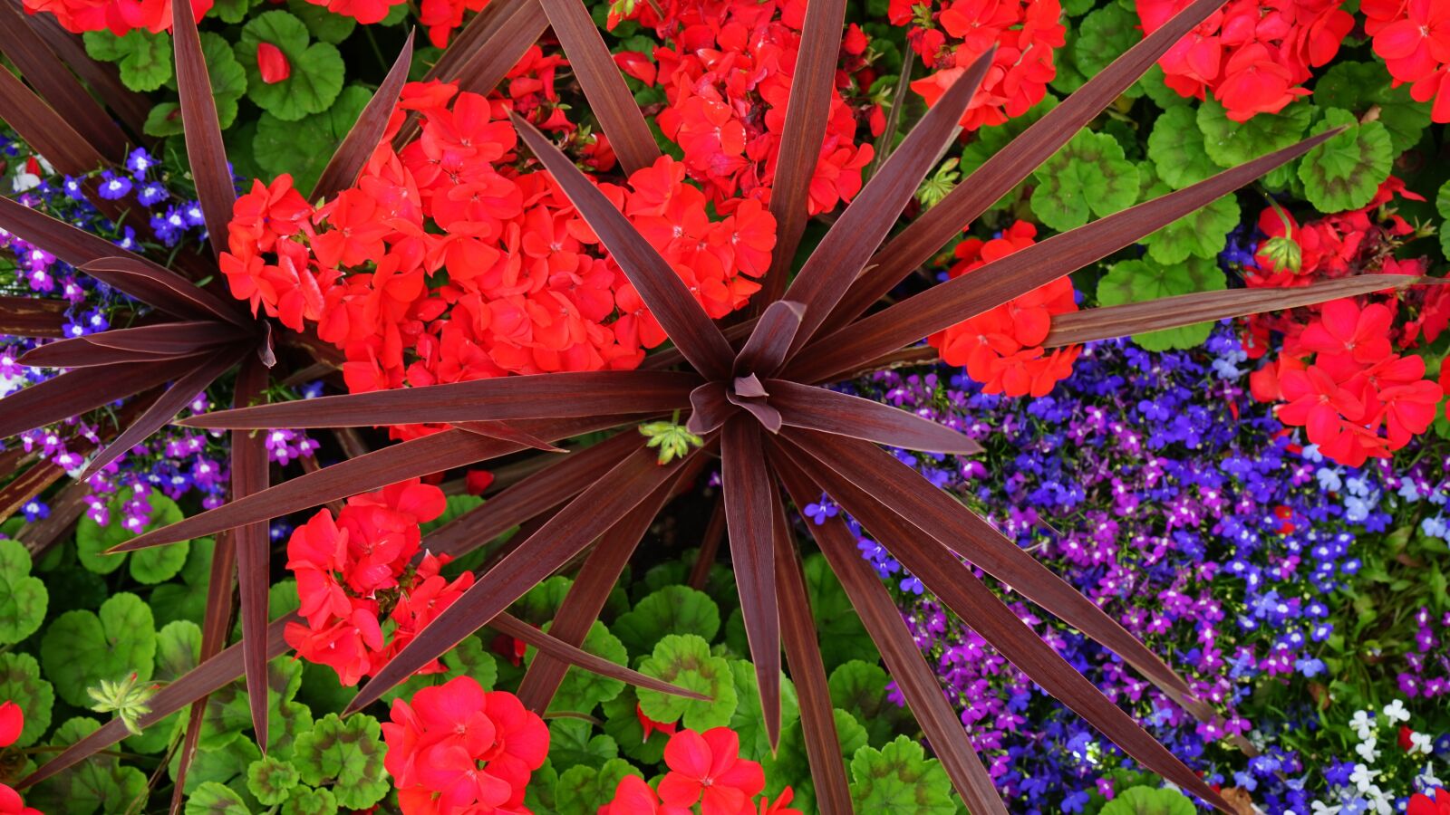 Sony MODEL-NAME + Sony FE 28-70mm F3.5-5.6 OSS sample photo. Red, flowers, spring photography