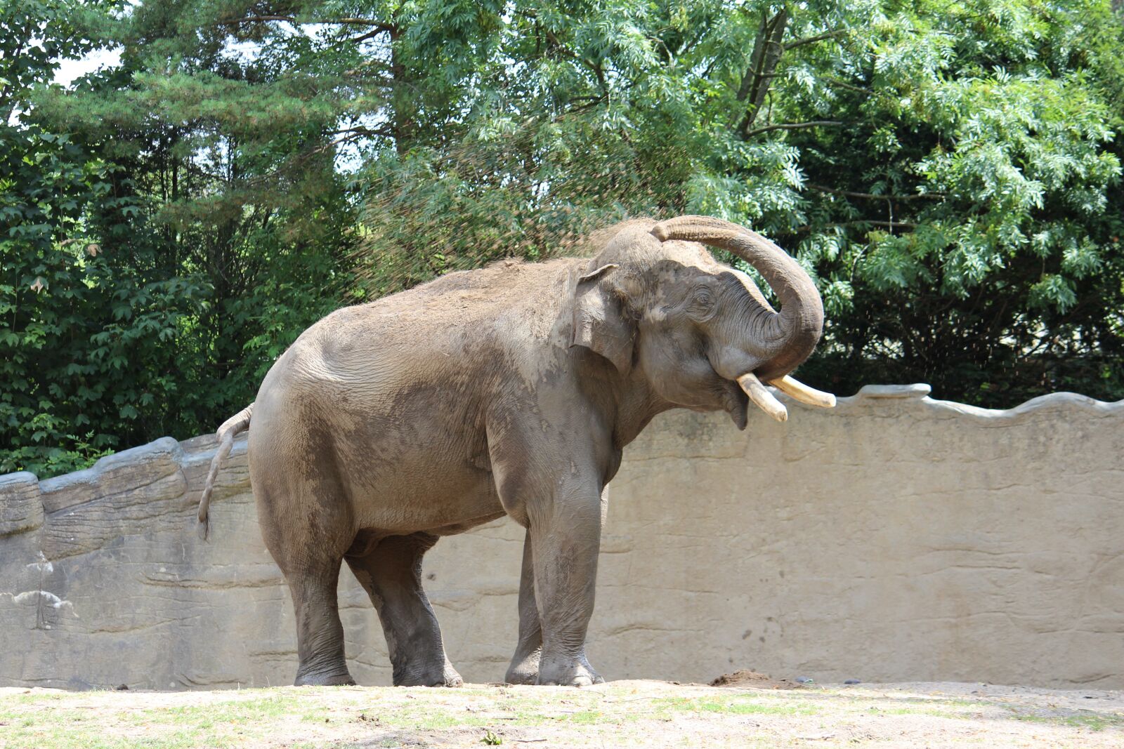 Canon EOS 600D (Rebel EOS T3i / EOS Kiss X5) sample photo. Zoo, hamburg, elephant photography