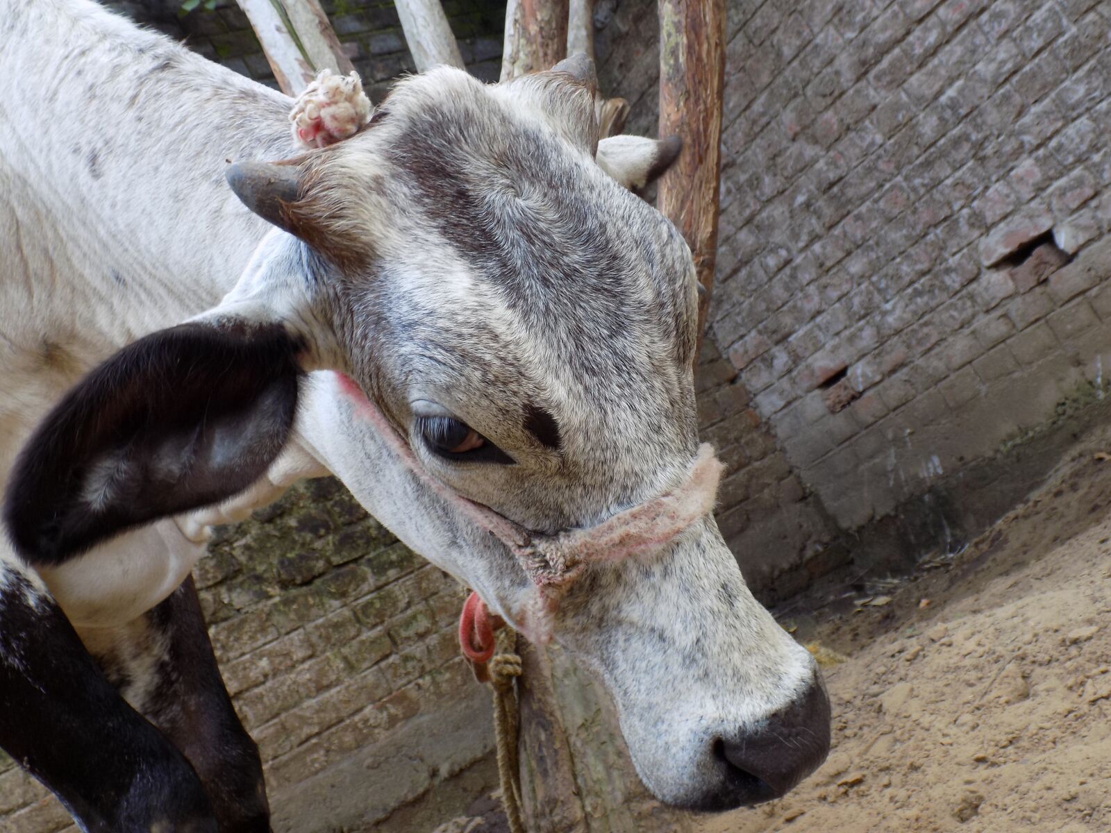 Nikon COOLPIX L340 sample photo. Cow, pet, animal photography