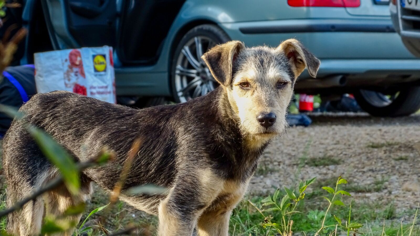 Sony Cyber-shot DSC-HX350 sample photo. Puppy, doggy, cute photography
