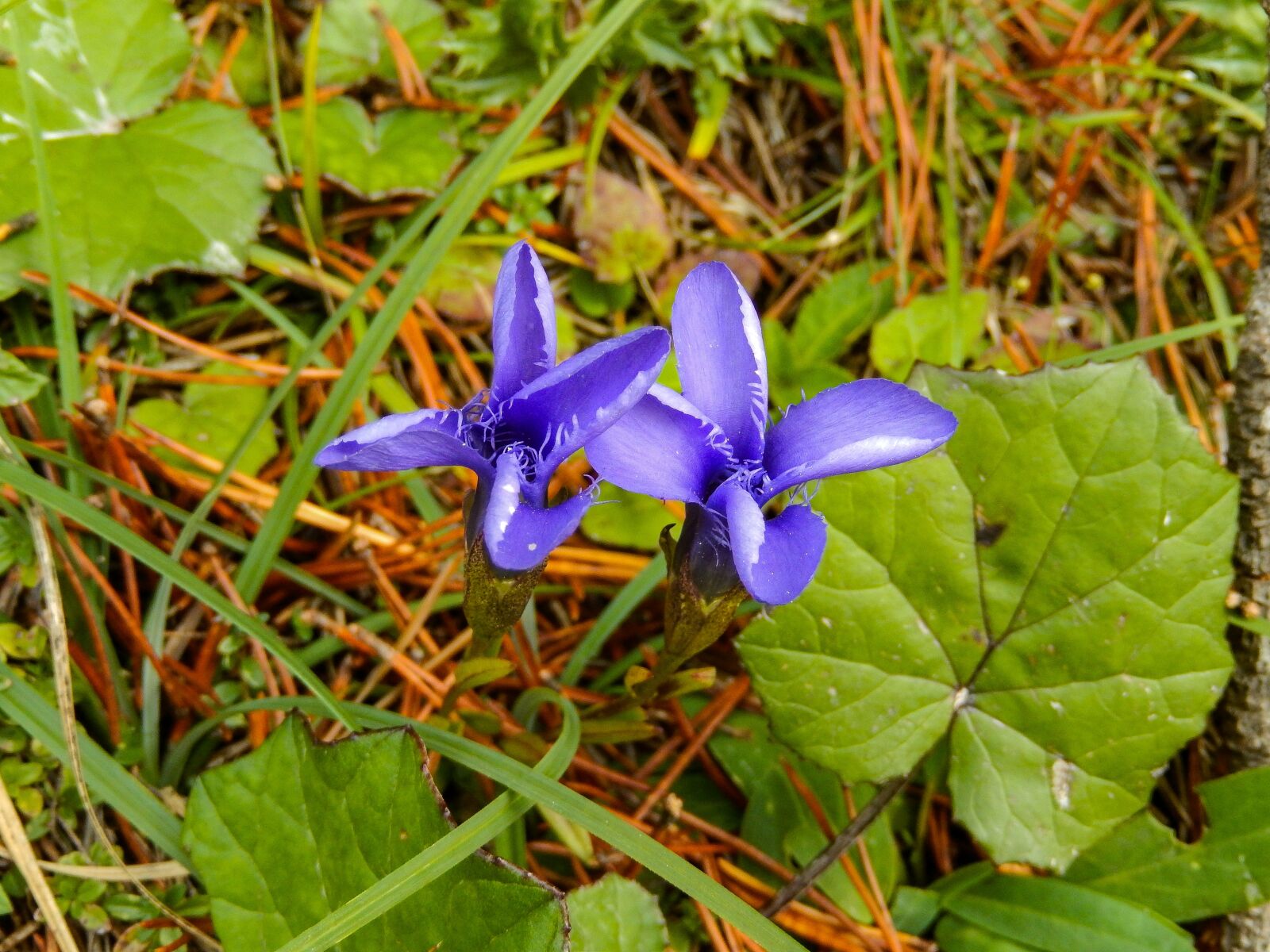 Nikon Coolpix S9500 sample photo. Alpine, allg u, gentian photography