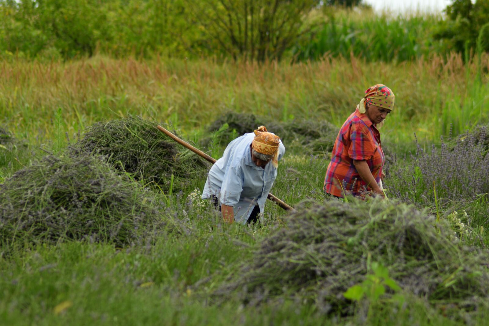 Nikon D3300 sample photo. Lavender, culture, purple photography
