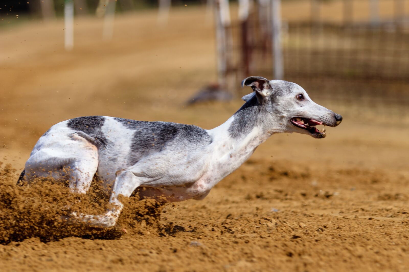 Canon EOS 80D sample photo. Dog, greyhound, pet photography