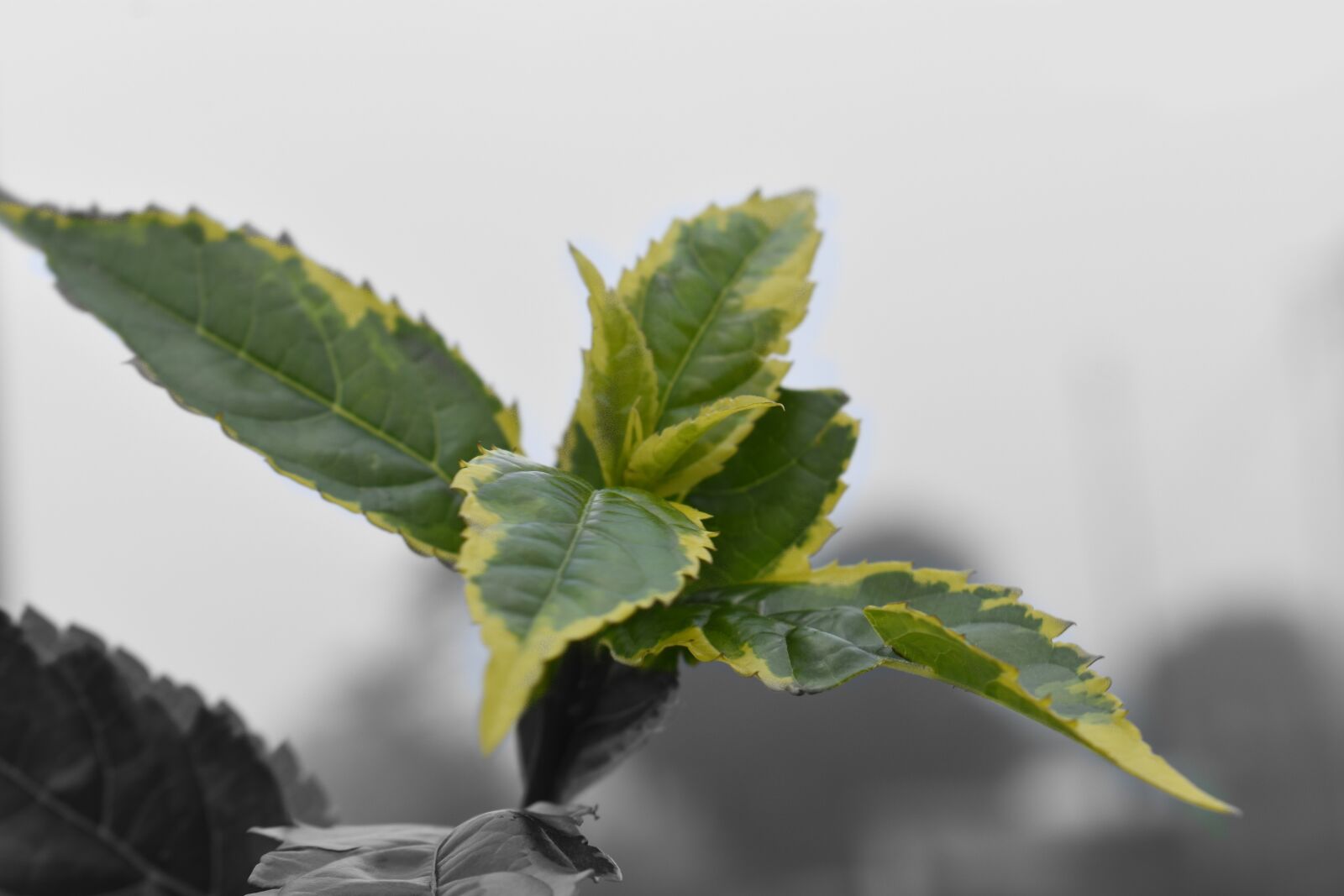 Nikon D3400 sample photo. Leaf, green, plant photography
