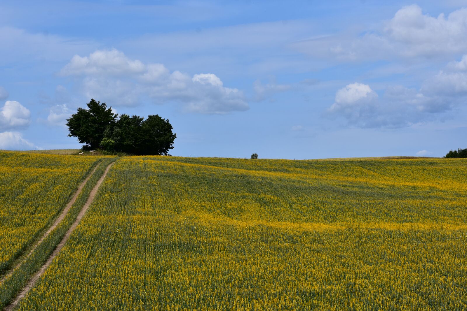 Nikon D3400 sample photo. Yellow, summer, field photography