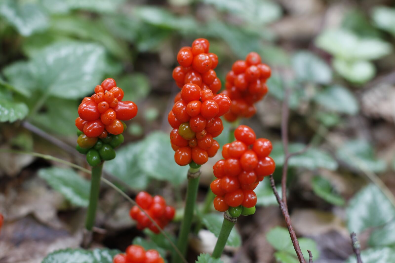 Canon EOS 60D + Canon EF 50mm F1.4 USM sample photo. Forest, forest floor, nature photography