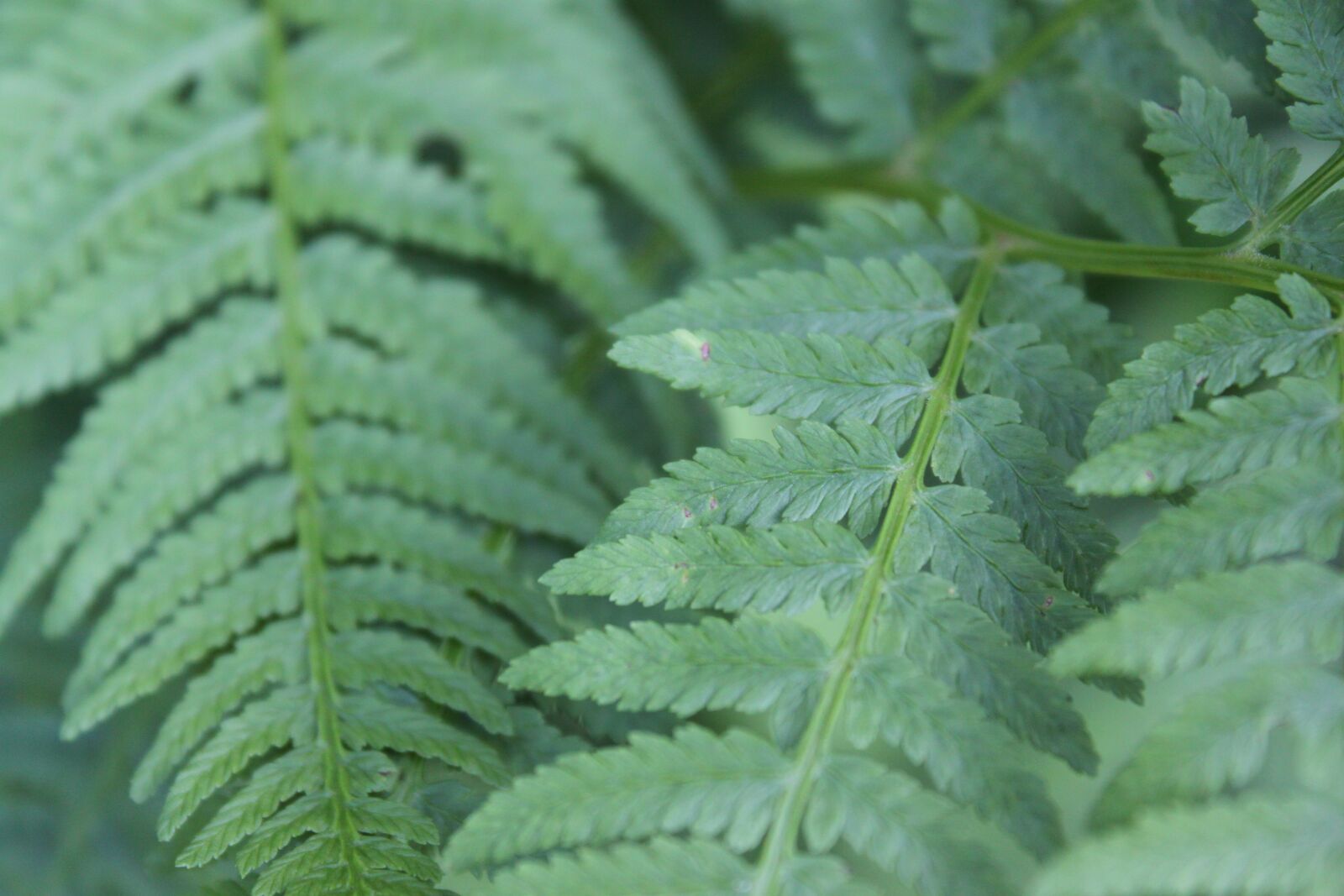 Canon EOS 500D (EOS Rebel T1i / EOS Kiss X3) sample photo. Green, ferns, leaves photography