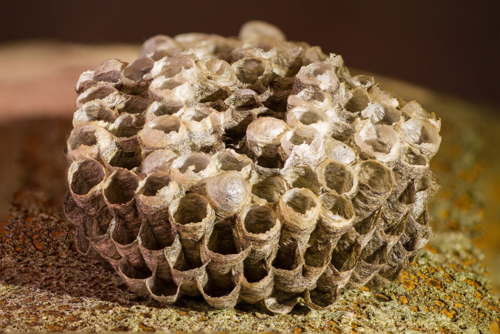 Canon EOS 7D sample photo. Honeycomb, wasp-combs, the hive photography